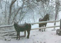 Nick and Sacharda