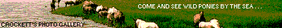 PONIES.GIF (6130 bytes)